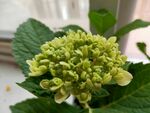 鲜花3