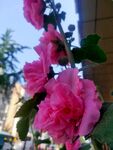 鲜花