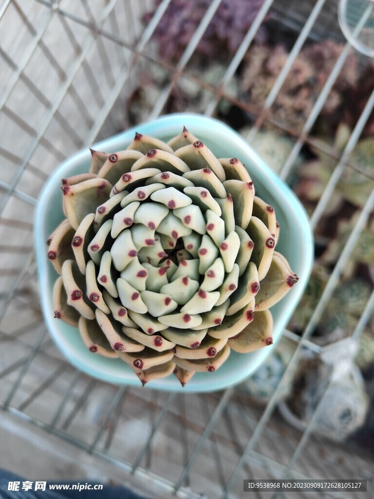 多肉植物2俯视图