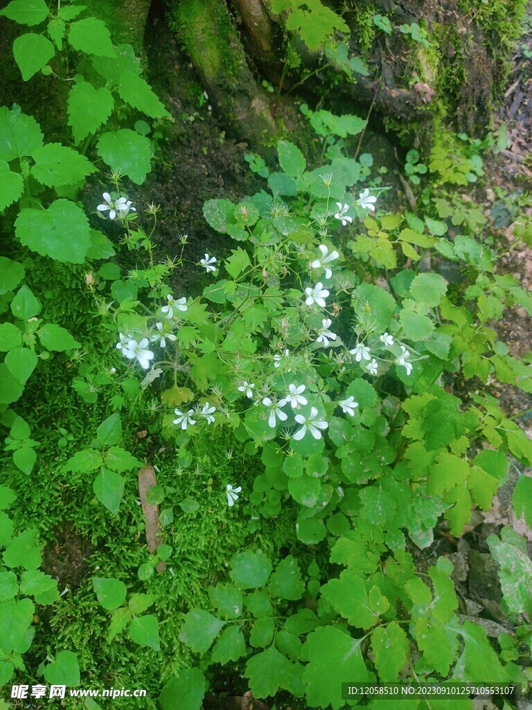 山里的小野花