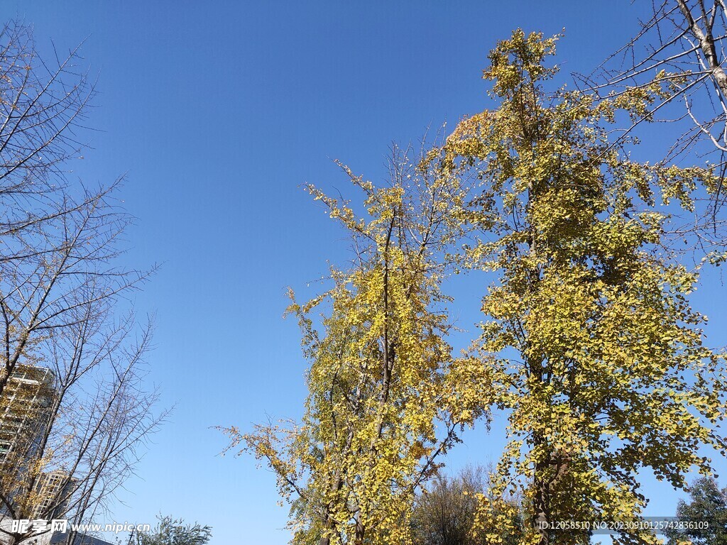 蓝天秋季黄树叶