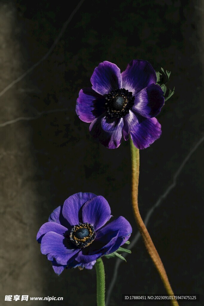 银莲花