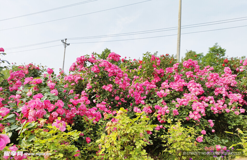 月季花