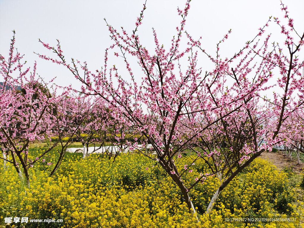 桃花