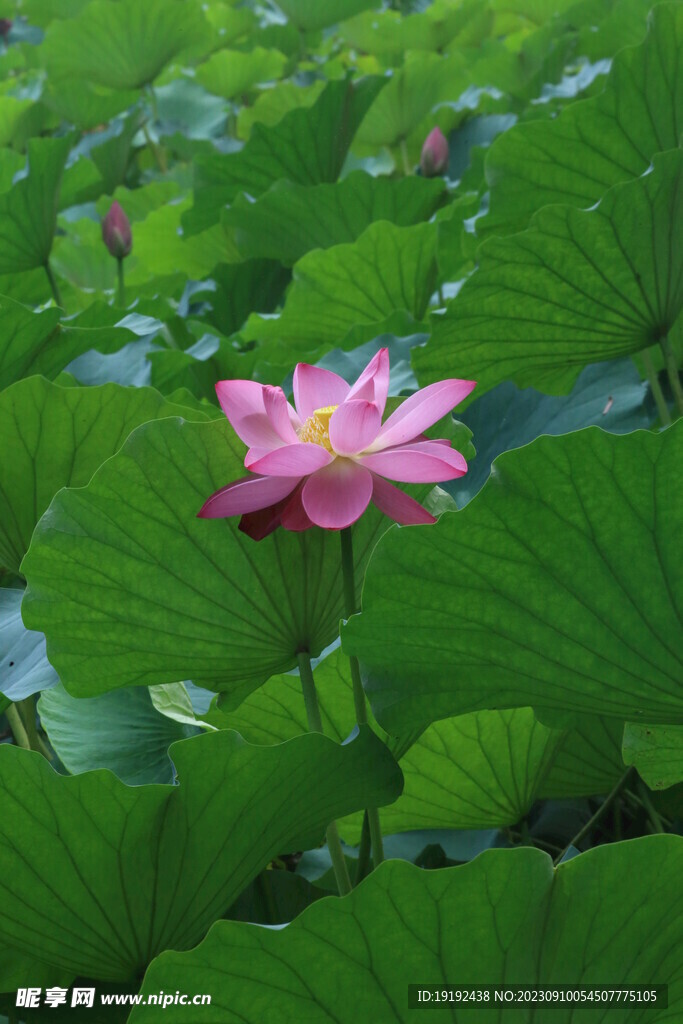 荷花荷叶