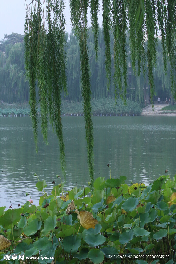 公园风景