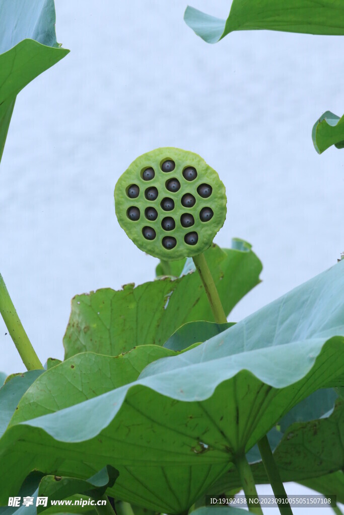 荷塘荷叶 