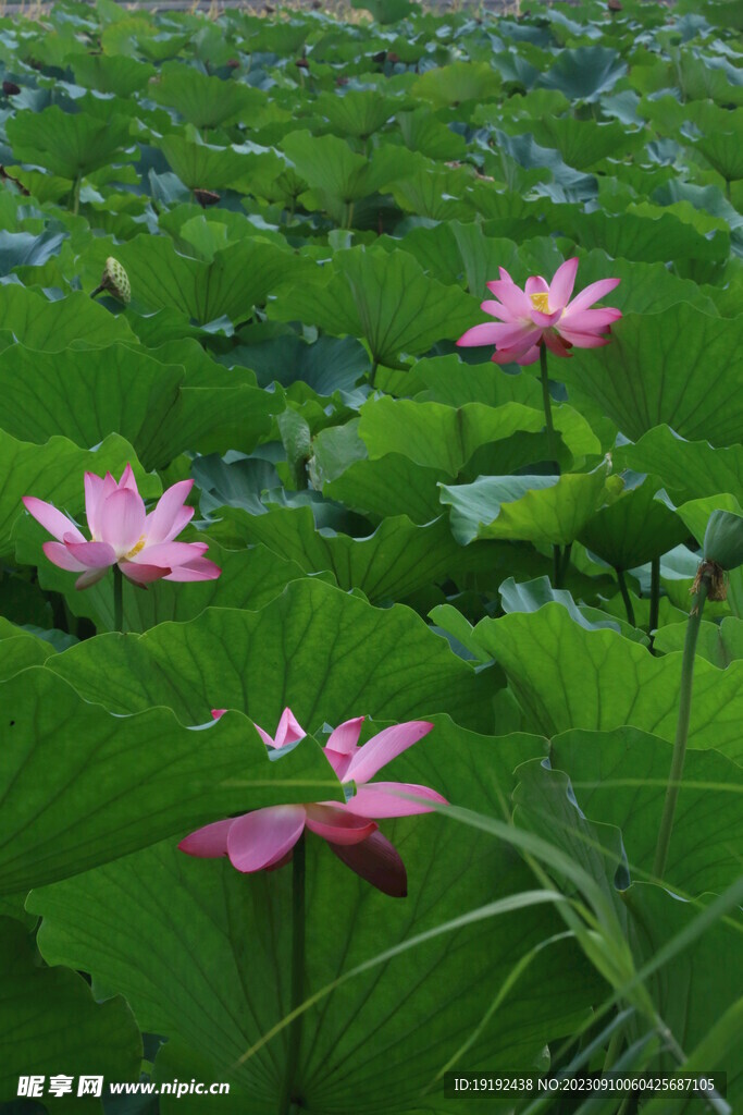 荷花荷叶