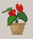 花盆