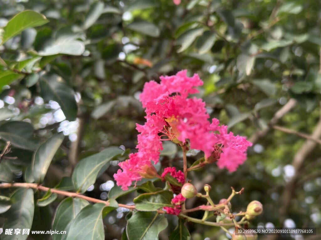 紫薇花