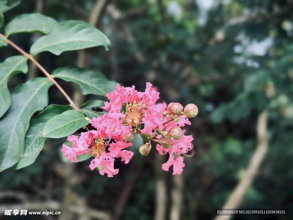 紫薇花