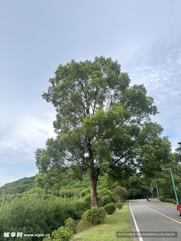 大树