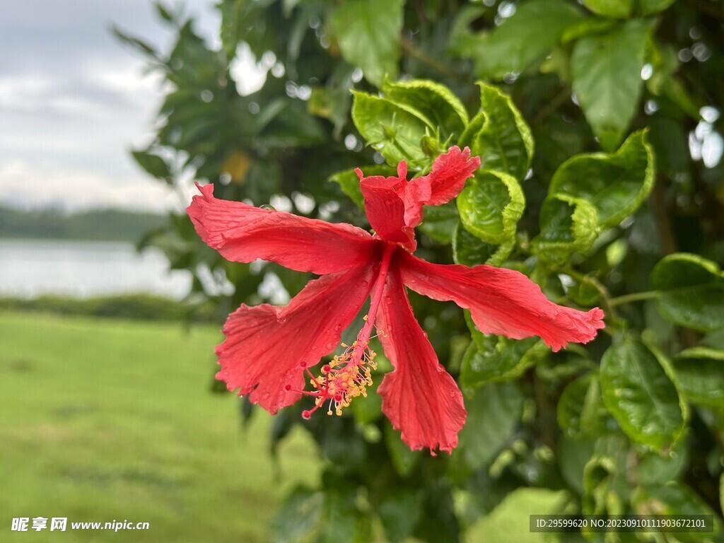 木槿花