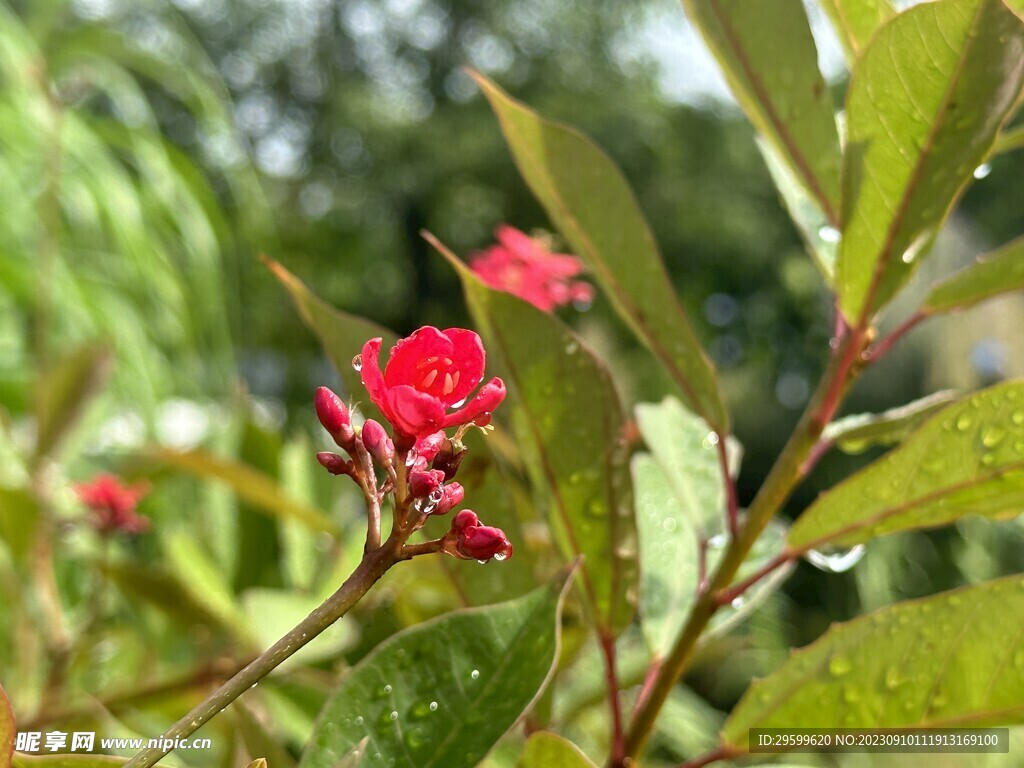 变叶珊瑚花