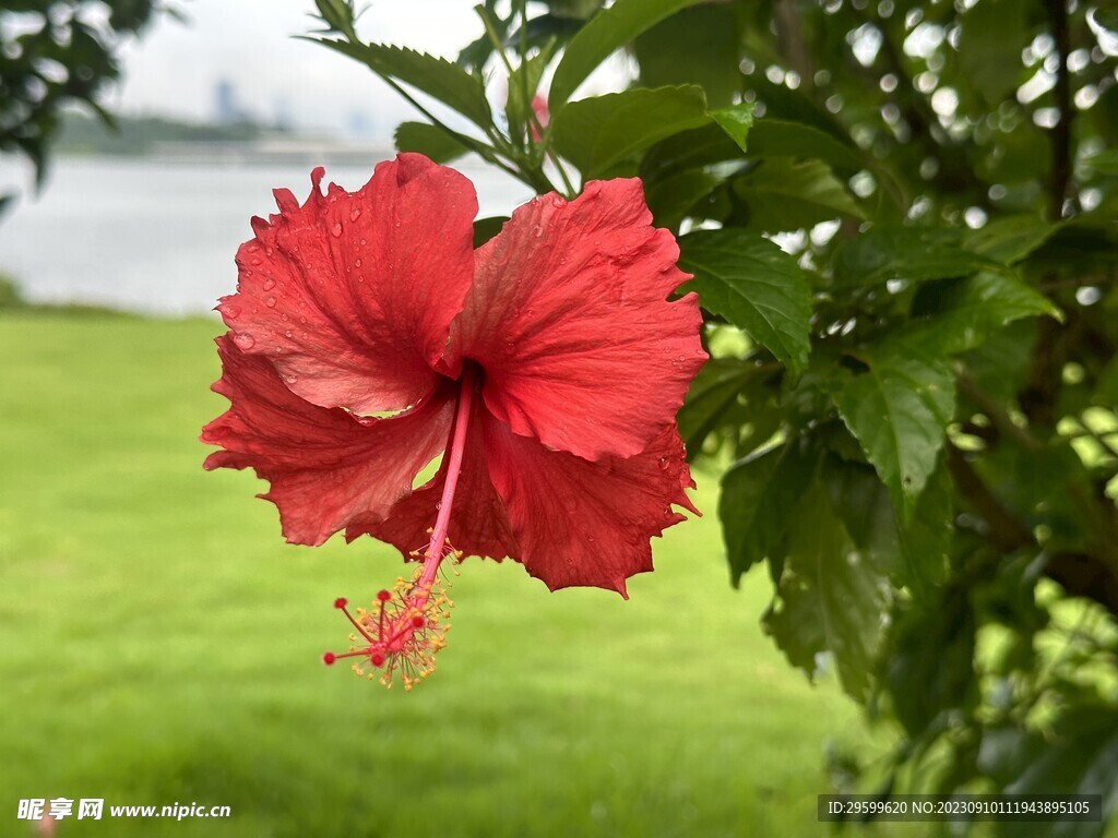 木槿花