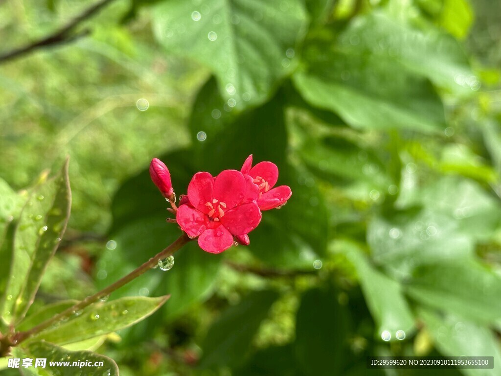 变叶珊瑚花