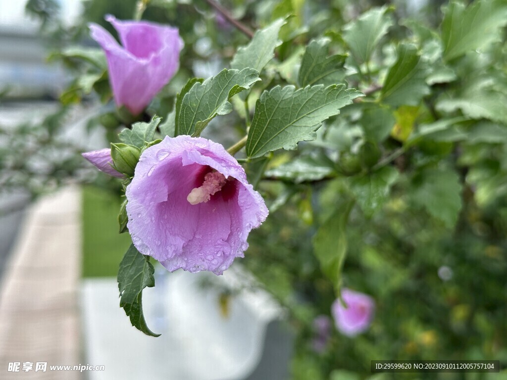 木槿花