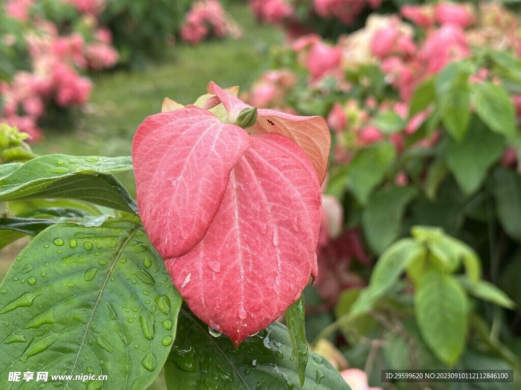 玉叶金花