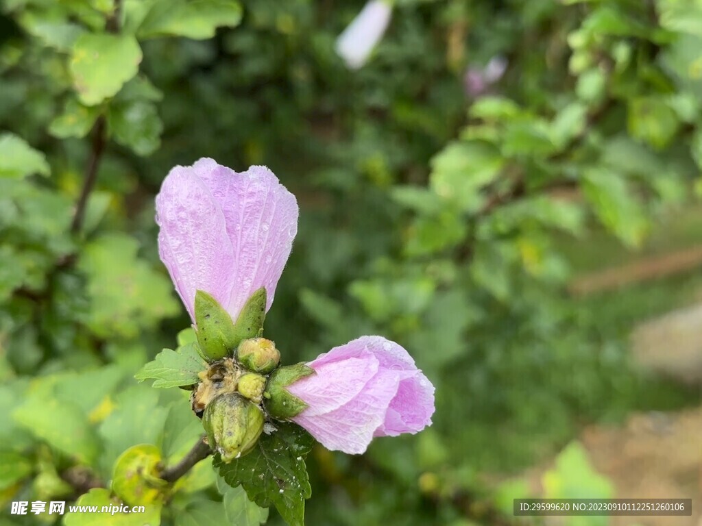 木槿花