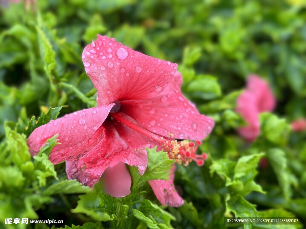 木槿花