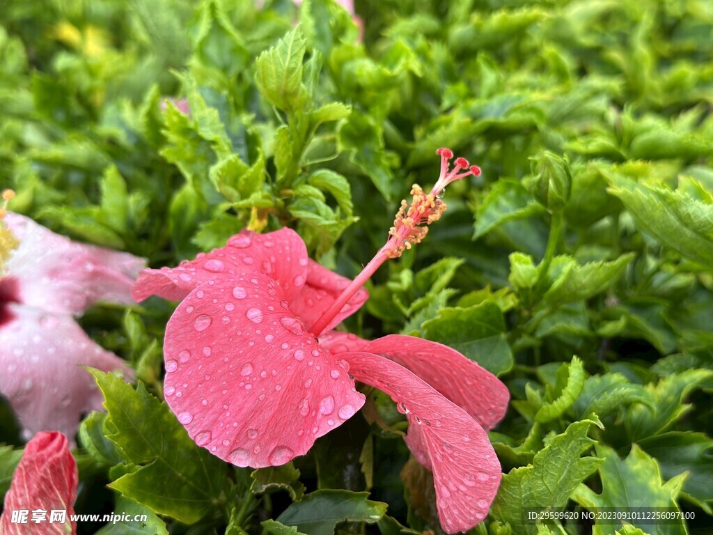 木槿花