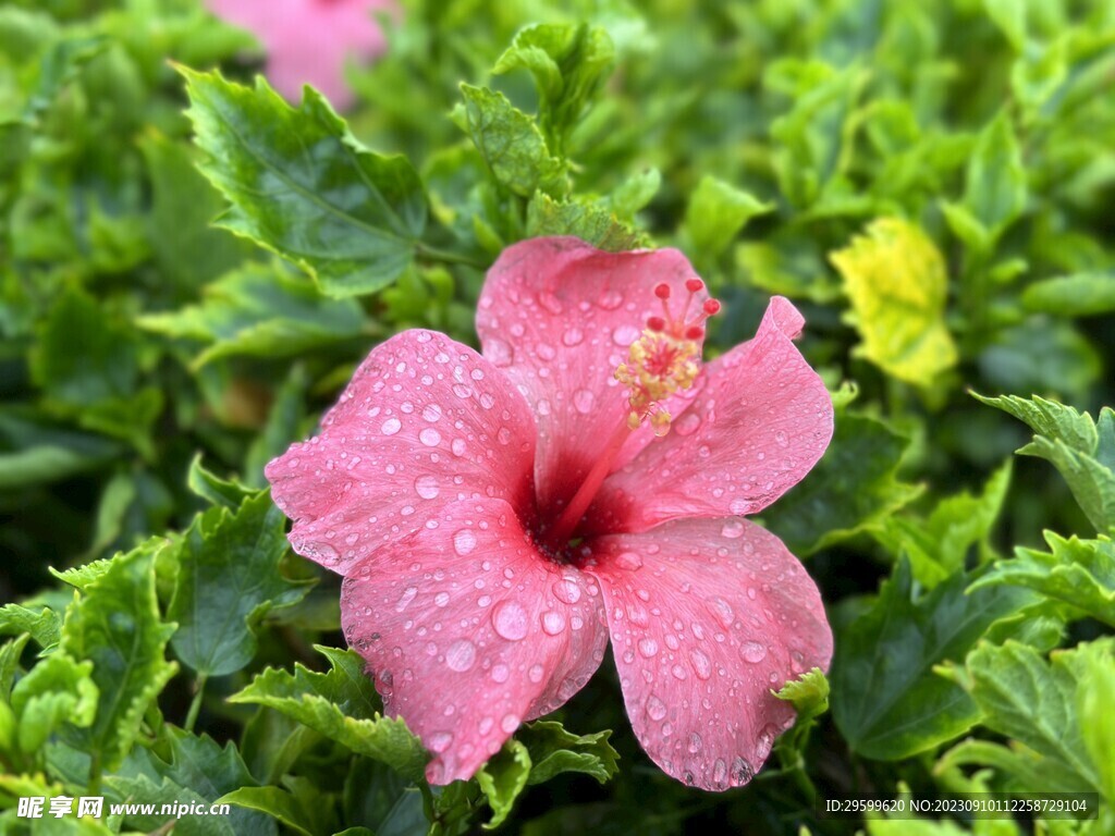 木槿花