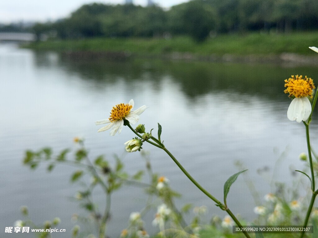 鬼针草