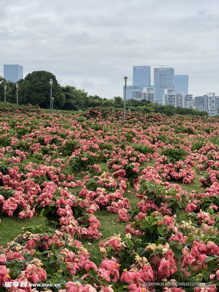 玉叶金花