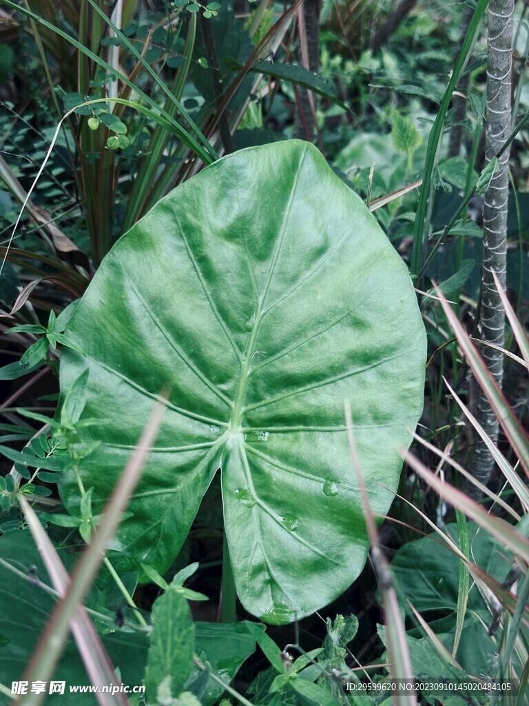 滴水观音