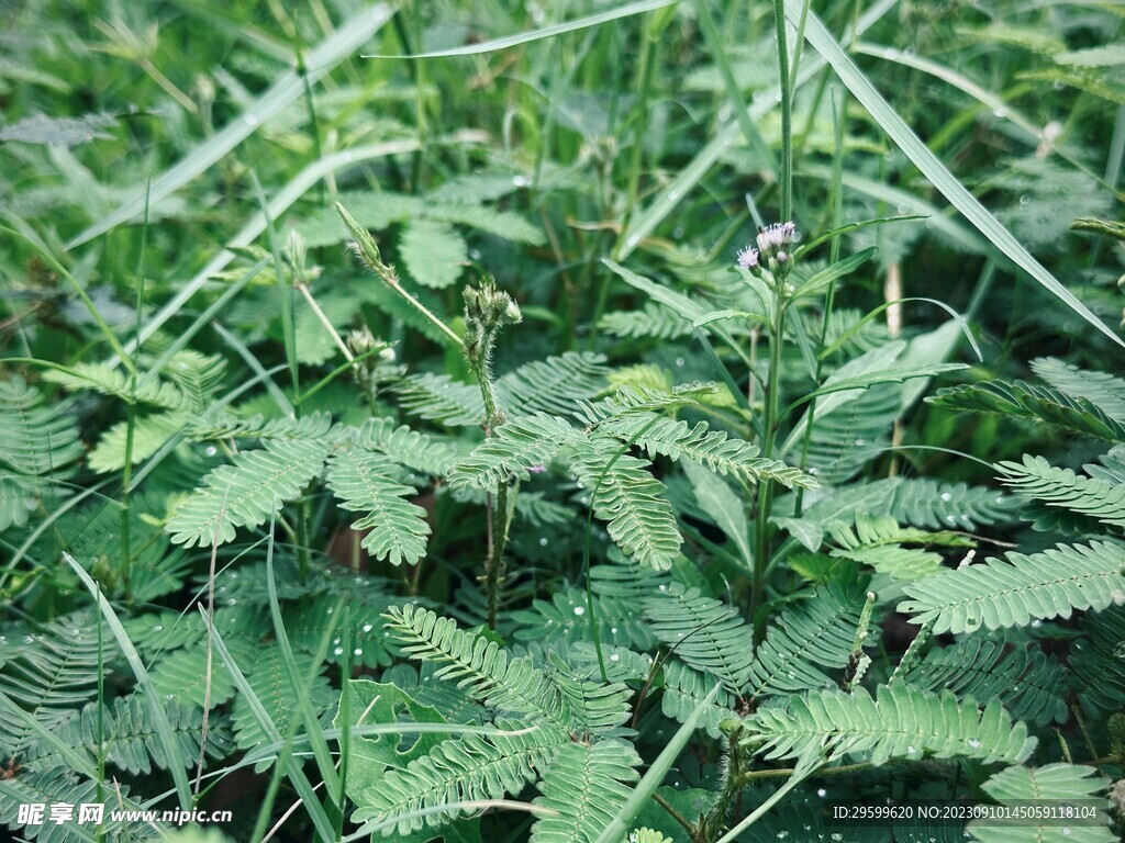 含羞草
