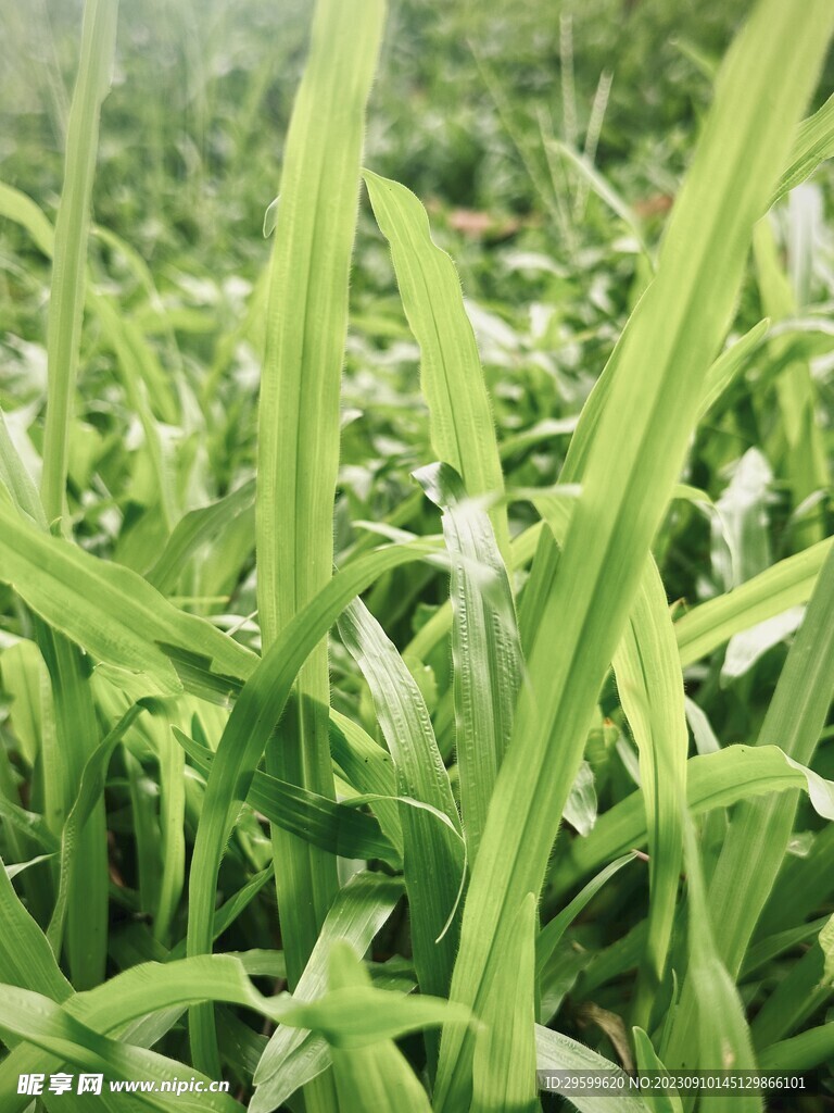 小草