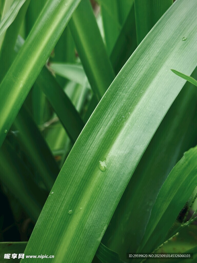 绿叶