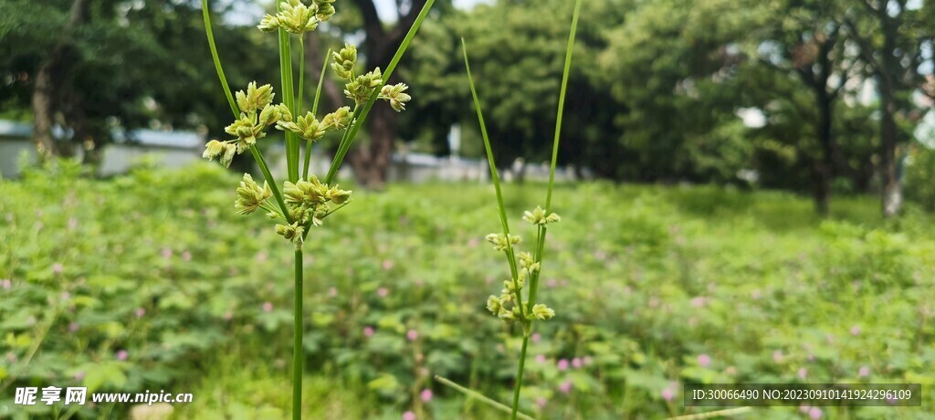 牛筋草 