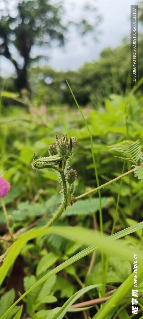 含羞草 