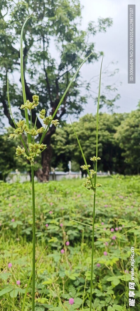 牛筋草 