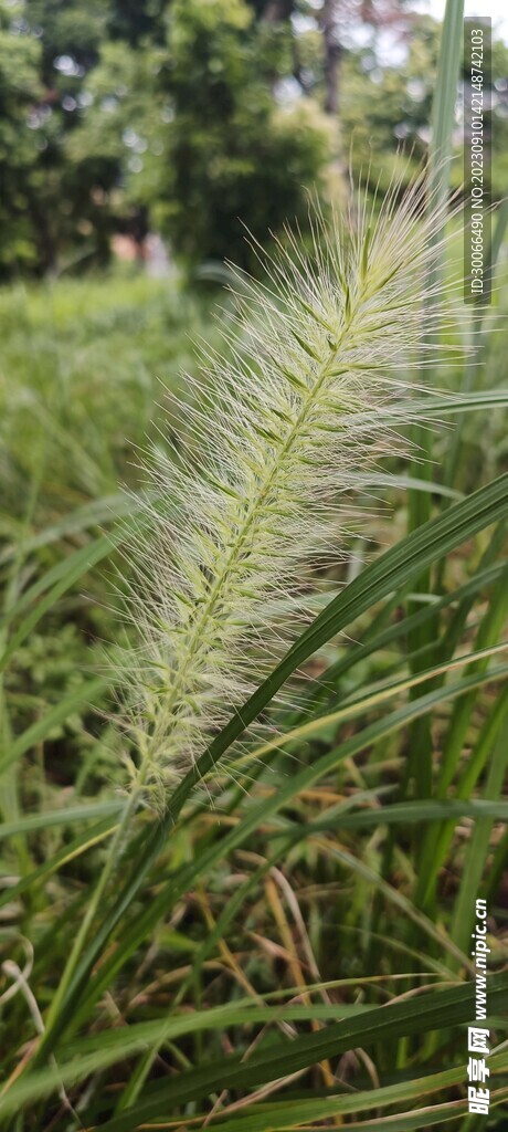  狼尾草 