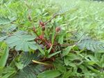 含羞草 