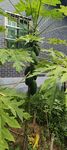 木瓜 