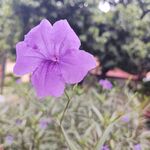 喇叭花
