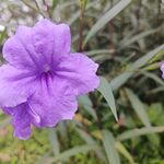 喇叭花