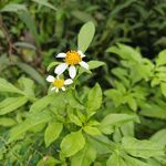 鬼钗草