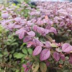 红花檵木