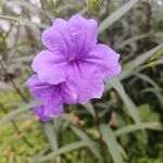 喇叭花 
