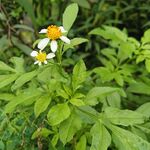 鬼钗草  