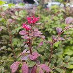 红花檵木