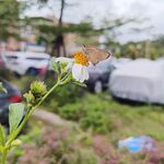 鬼钗草  