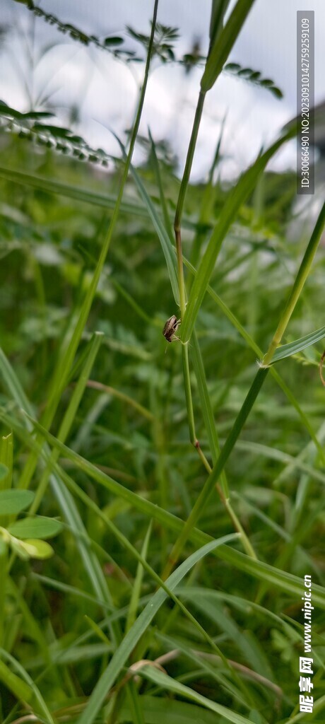 小草 绿色 