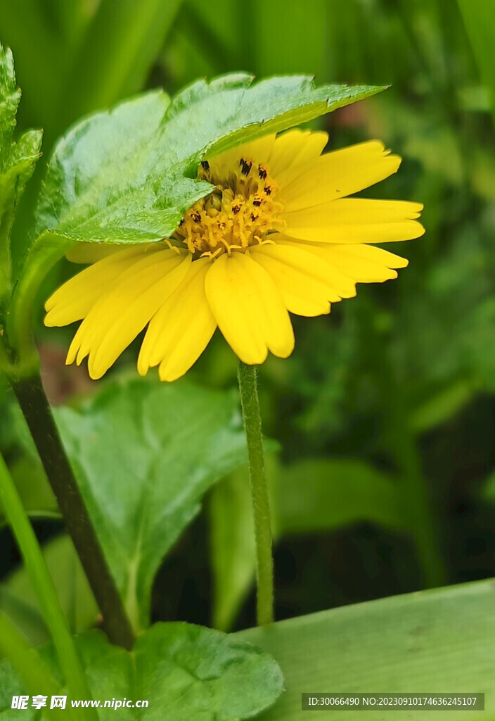 蟛蜞菊