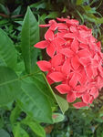 龙船花 