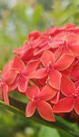 龙船花